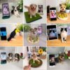 3D Felt Wool Pet Heads | Needle Felt Cat Memorial Photo Frame | Felt Wool Dog & Cat Memorial Photo Frame | Pet Lover Gifts | Pet Loss Gifts